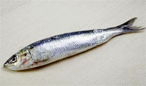 sardine